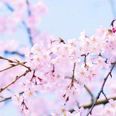 星力正版捕鱼下载手机版